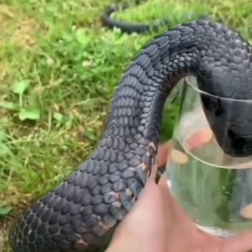 Snake Short #shorts #short #shortsfeed #youtubeshorts #viral #ytshorts #trending #animals