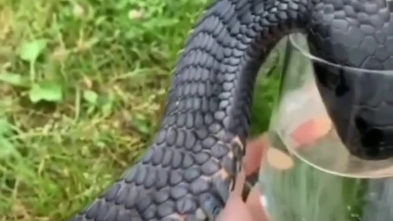 Snake Short #shorts #short #shortsfeed #youtubeshorts #viral #ytshorts #trending #animals