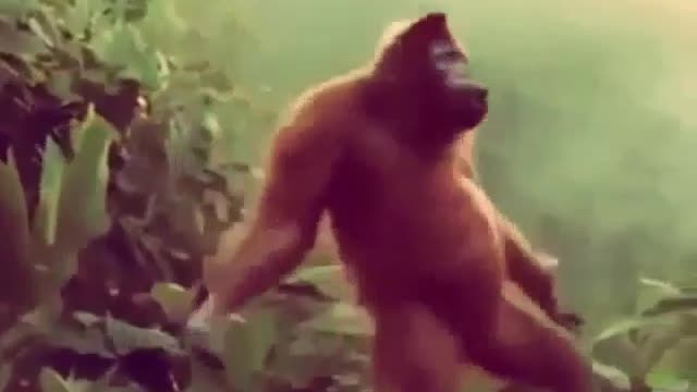 monkey dancing