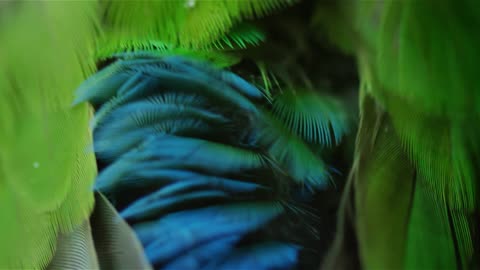 Tropical Bird Cleaning Itself 4K