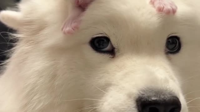 Cats and dogs playing together