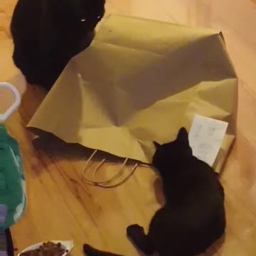 Gato totalmente sorprendido con un gatito en una bolsa de papel