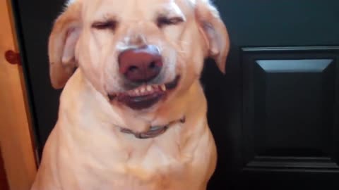 Guilty dog!