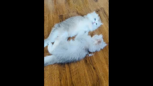It's hard to tell twins apart when they're glued together