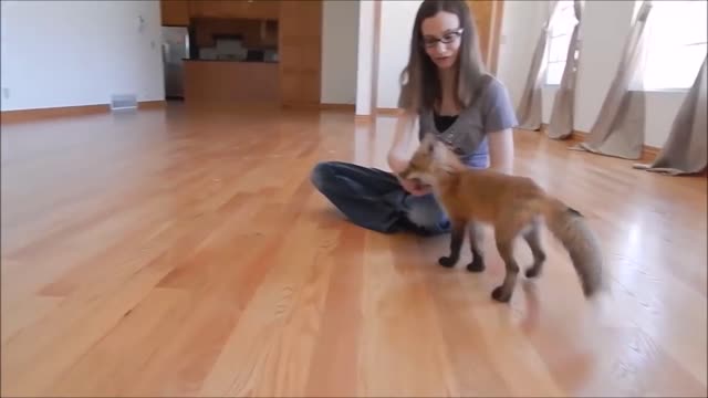 Cute baby fox pups playing - Adorable Compilation