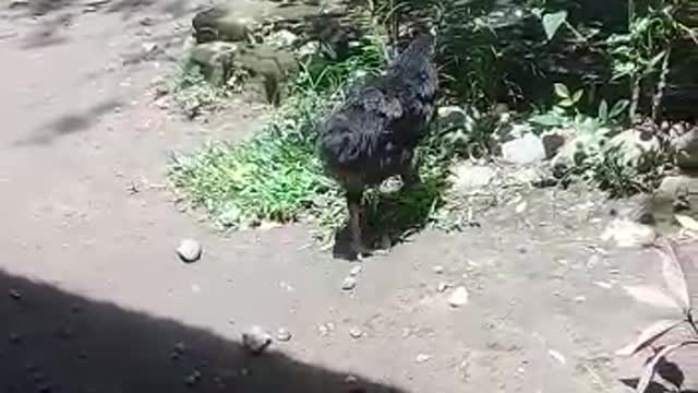 Chicken with one wing, scared