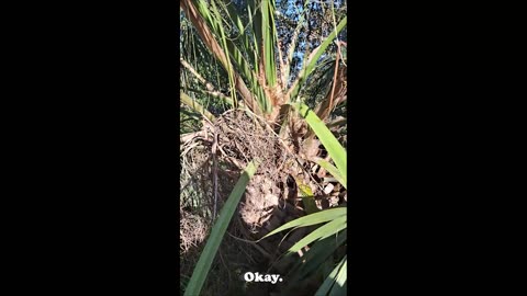 Trimming trees...Great job (Every Time)