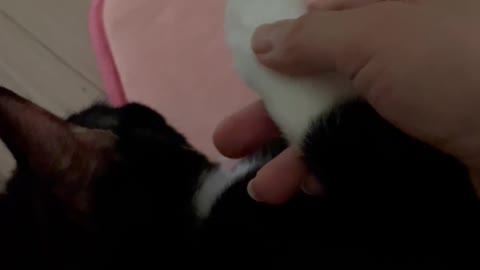 You can touch cute cat foot