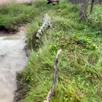 OMG! After the crocodile chases people.Crocodile Funny Video
