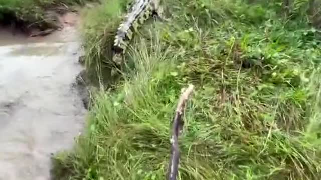 OMG! After the crocodile chases people.Crocodile Funny Video