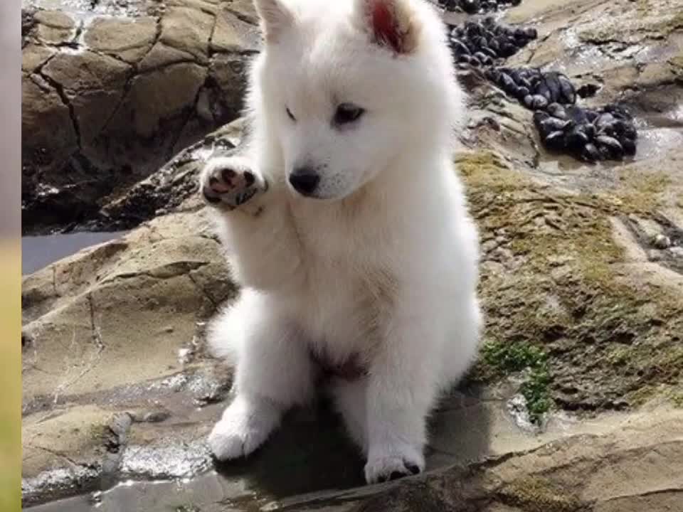 cute puppies