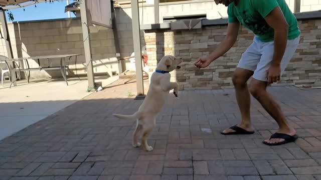 Labrador Puppy Learning and Training Commands/ Dog Showing All Training Skills