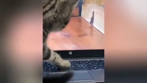 Cat video clip
