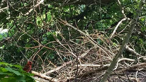 Cardinal chilling in a tree