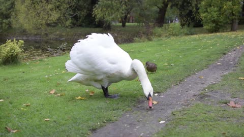 Long neck duck