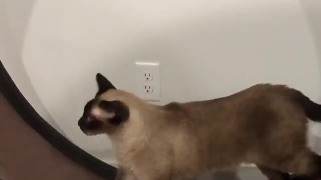 My cats #19
