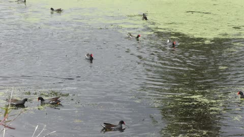 Common Gallinules in Florida pond