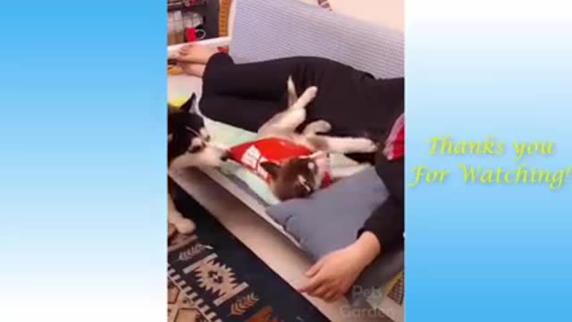 Cute Pets And Funny Animals Compilation amazing