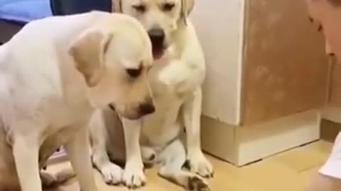 Funny Dogs Playing Cup Game