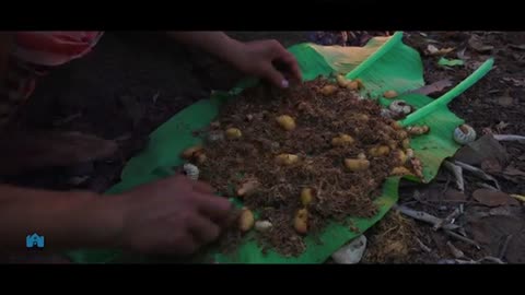 Coconut Worms and Technique Cooking in the Forest