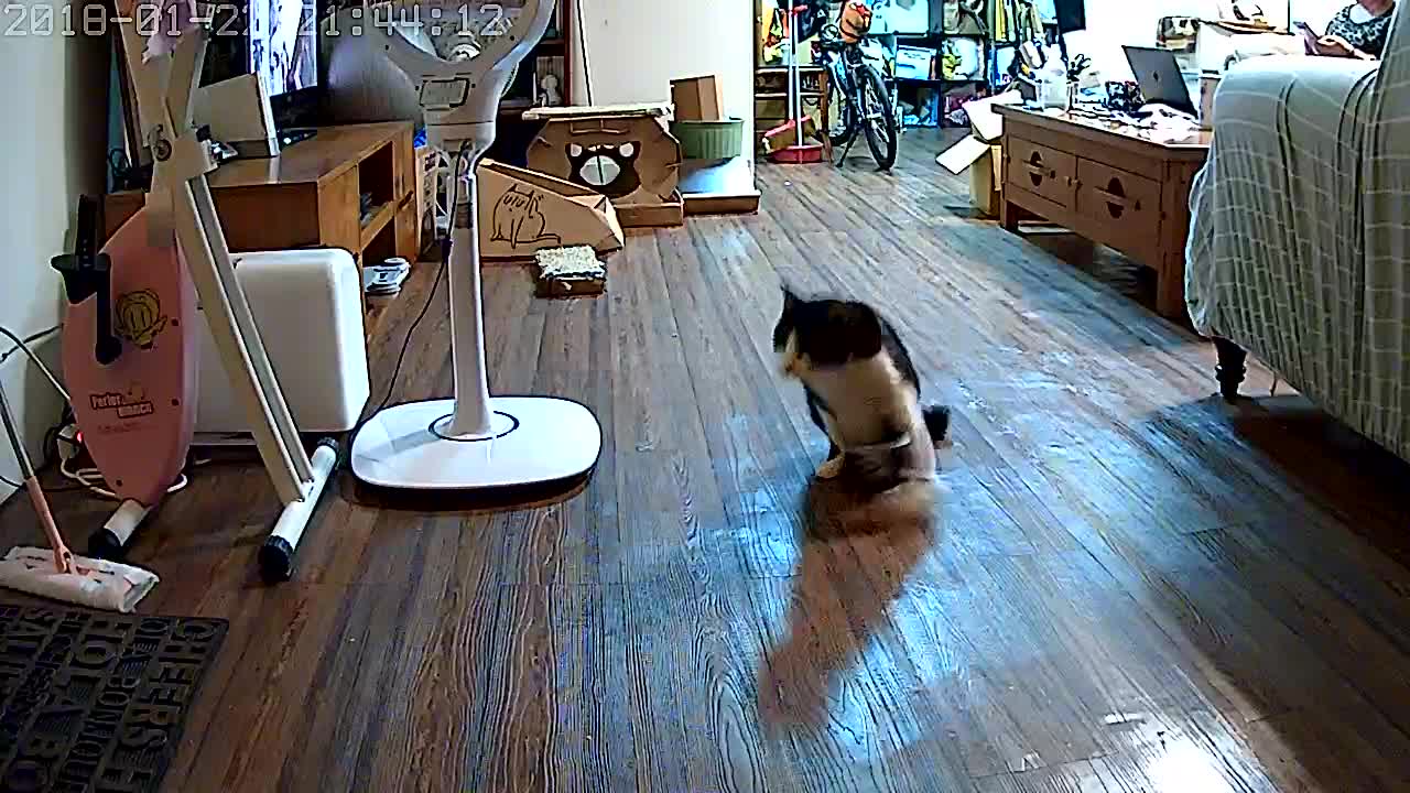 Paralyzed Cat Hears Owner Come Home