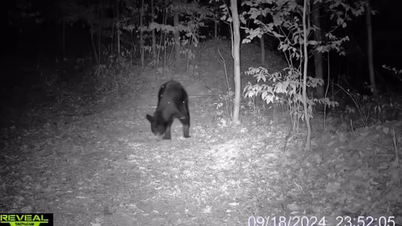 A bear without front paws in WV