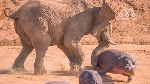 Batalhas mas incrível de animais selvagem