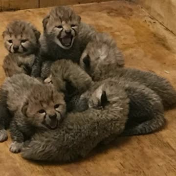 Cheetah Gives Birth To Record Number Of Cubs
