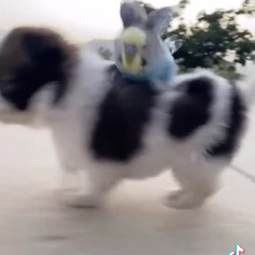 Pets- cute puppy and sweet parrot