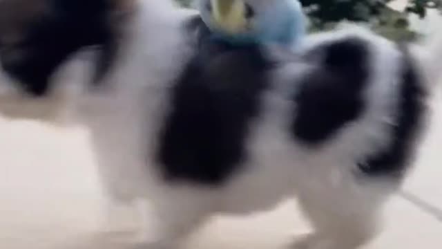 Pets- cute puppy and sweet parrot