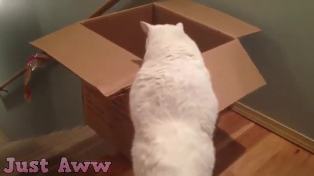 cats Are Disaster - Funny Cat Fails 2021 Funniest Animals funniest home videos