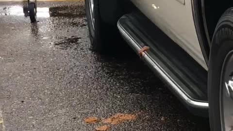 Man Makes a Horrible Mess in Parking Lot