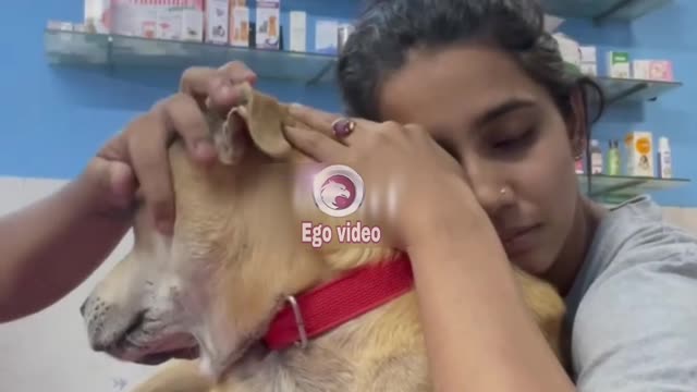 dog bacterial skin infection treatment / dog ki charm rog skin problem Dog 🐕 video