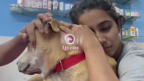 dog bacterial skin infection treatment / dog ki charm rog skin problem Dog 🐕 video