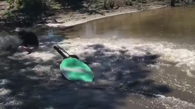 Collab copyright protection - mint skimboard hits branch