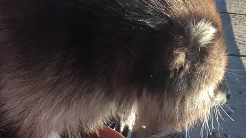 Rescued Raccoon Playing with Colored Rocks in Watering Dish
