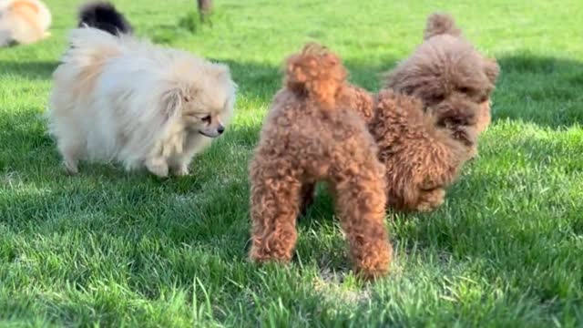 Cute dogs playing in the garden 👍🏼😘🥰