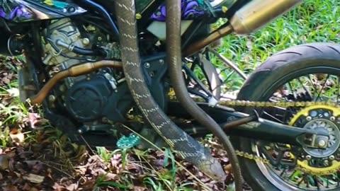 Snake on bike