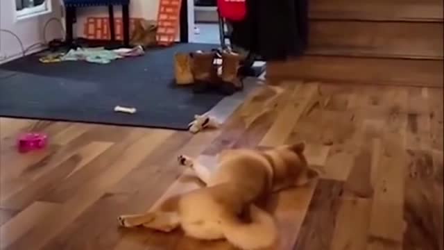 #How To Deal With Dogs Funny #wow can't stop laugh