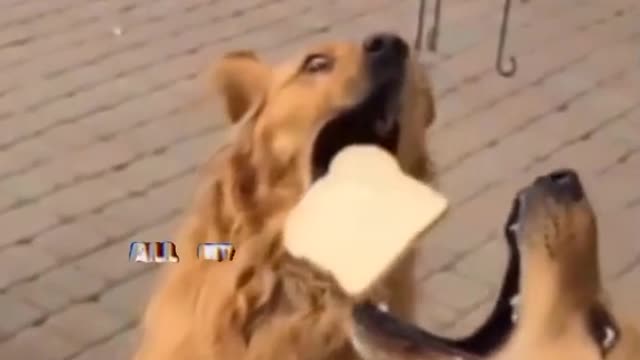 FUNNY DOG videos |Funny videos complication|tiktok funny video 2022|Funny dog video