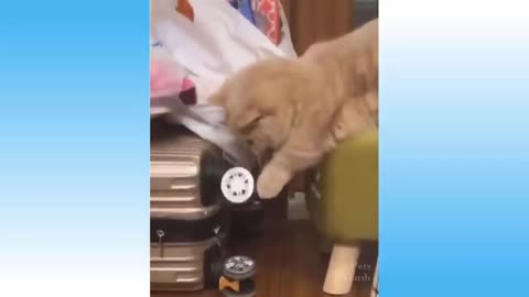 Top Funny Cat Videos Of The Weekly - Try Not To Laugh 108