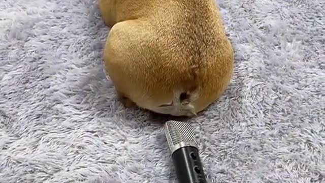 Funny Baby Dog Puppy farts on Microphone 🤣😂😂