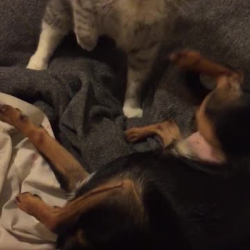 Cat Lays Smackdown On Dog