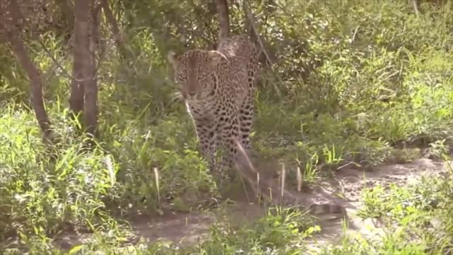 Leopard and wild lizard fight