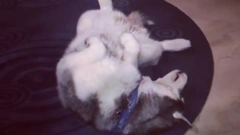Lovely dog is man's best friend