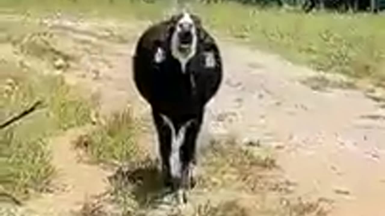 funny animals