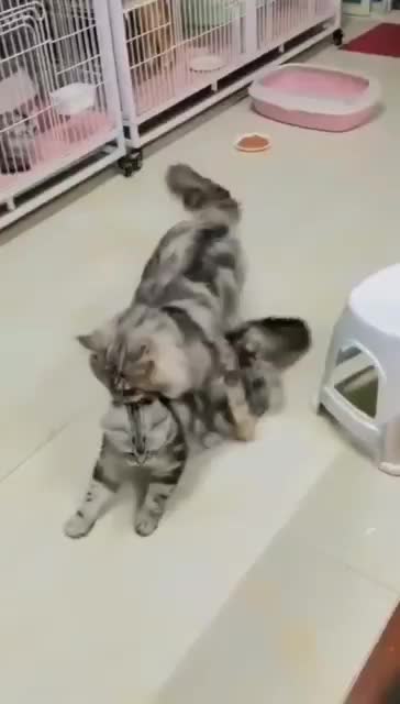 Lucu kucing menggendong anaknya