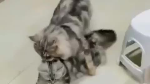 Lucu kucing menggendong anaknya