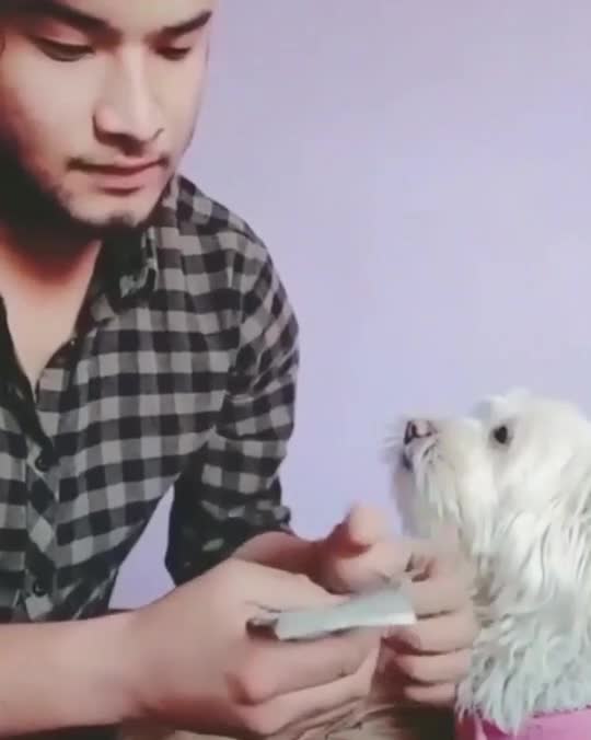 Funny Dog Always Ready To Help