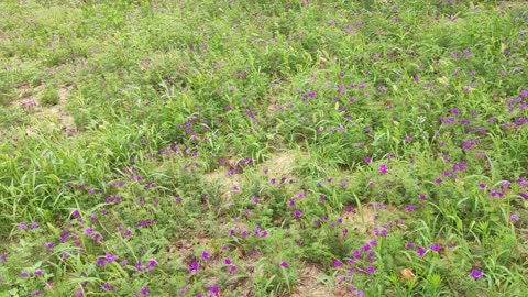 Unknown purple flowers all over the floor